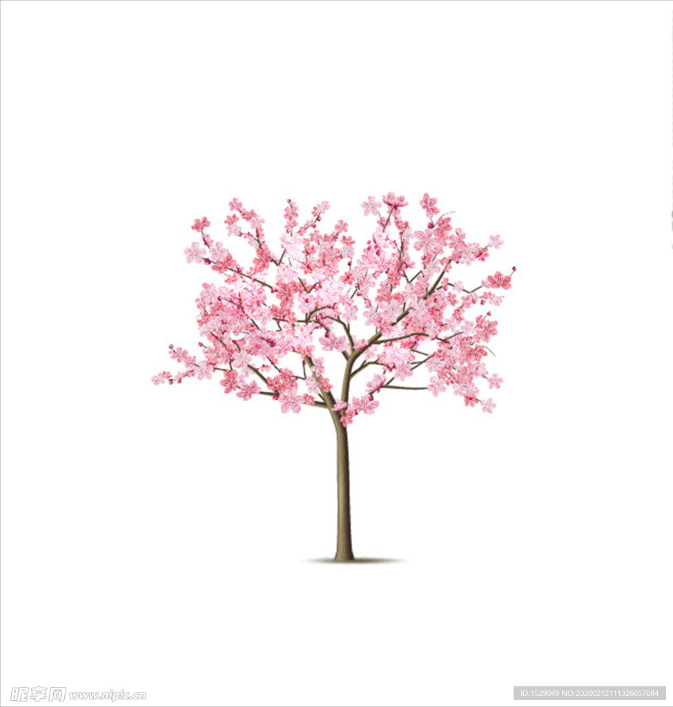 樱花树