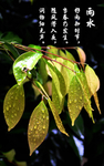 雨水树叶