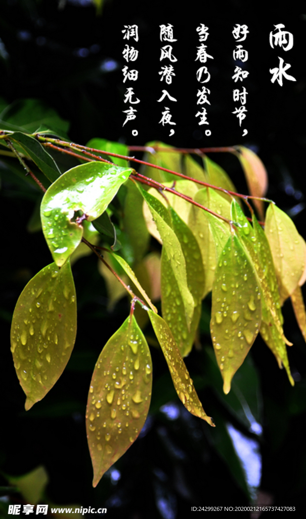 雨水树叶