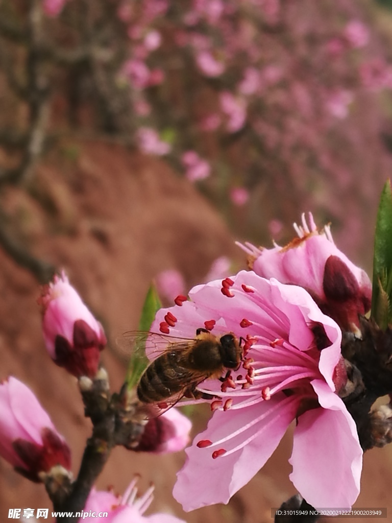 蜂与桃花