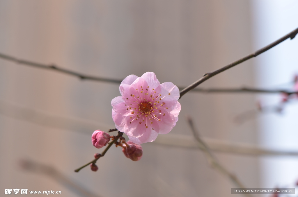 梅花