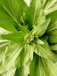 小花苞 青菜