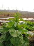菜苔 青苔