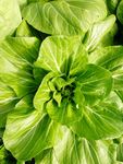 菜苔 白菜