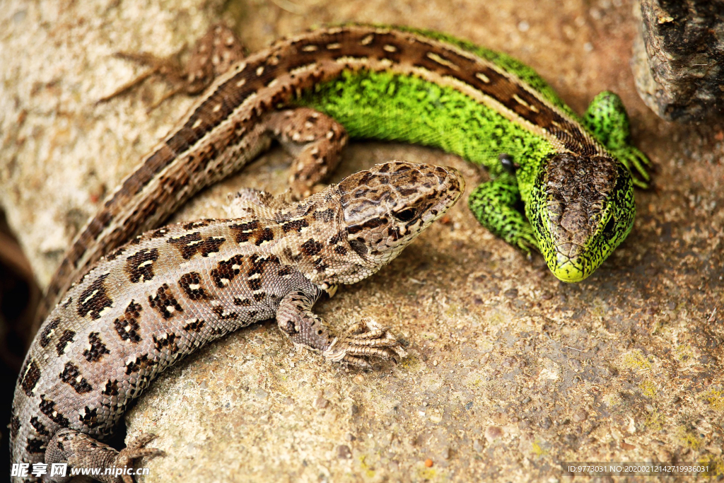 蜥蜴