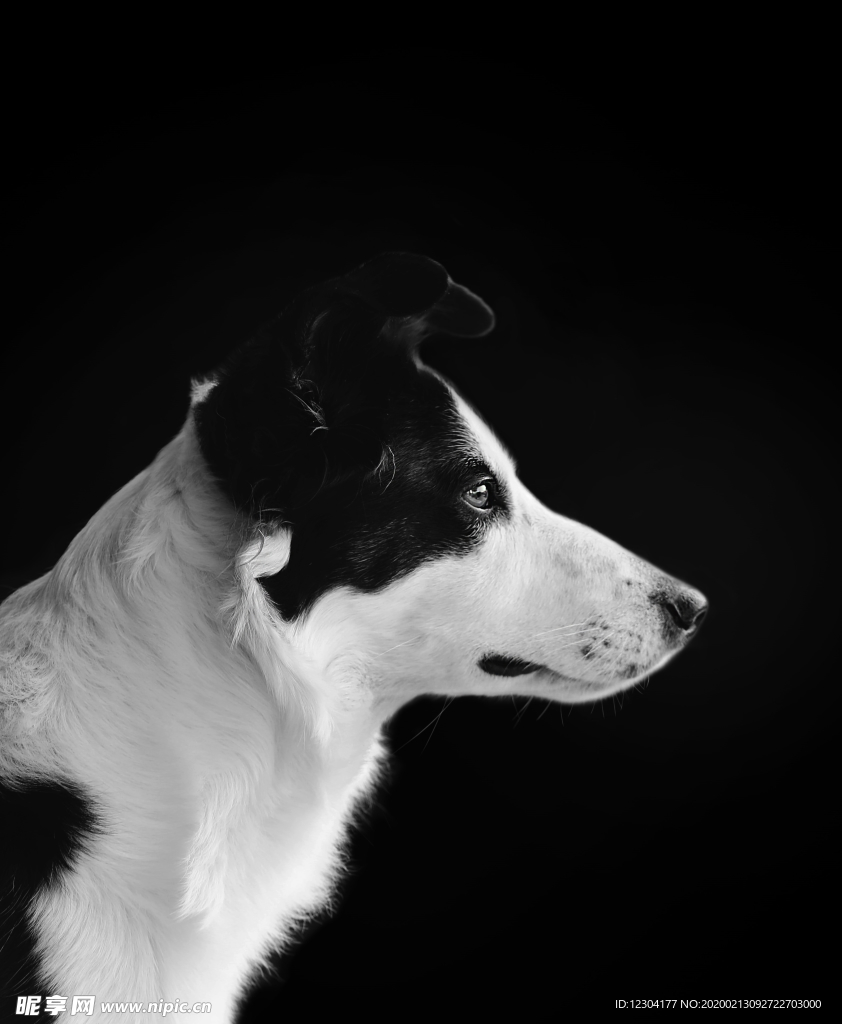 狗