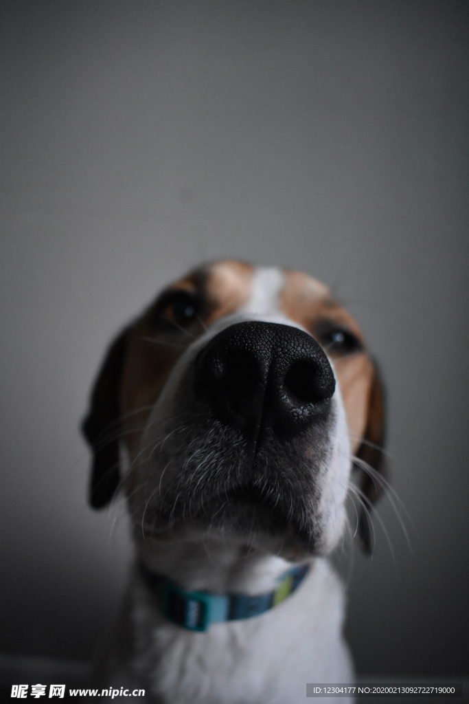 狗