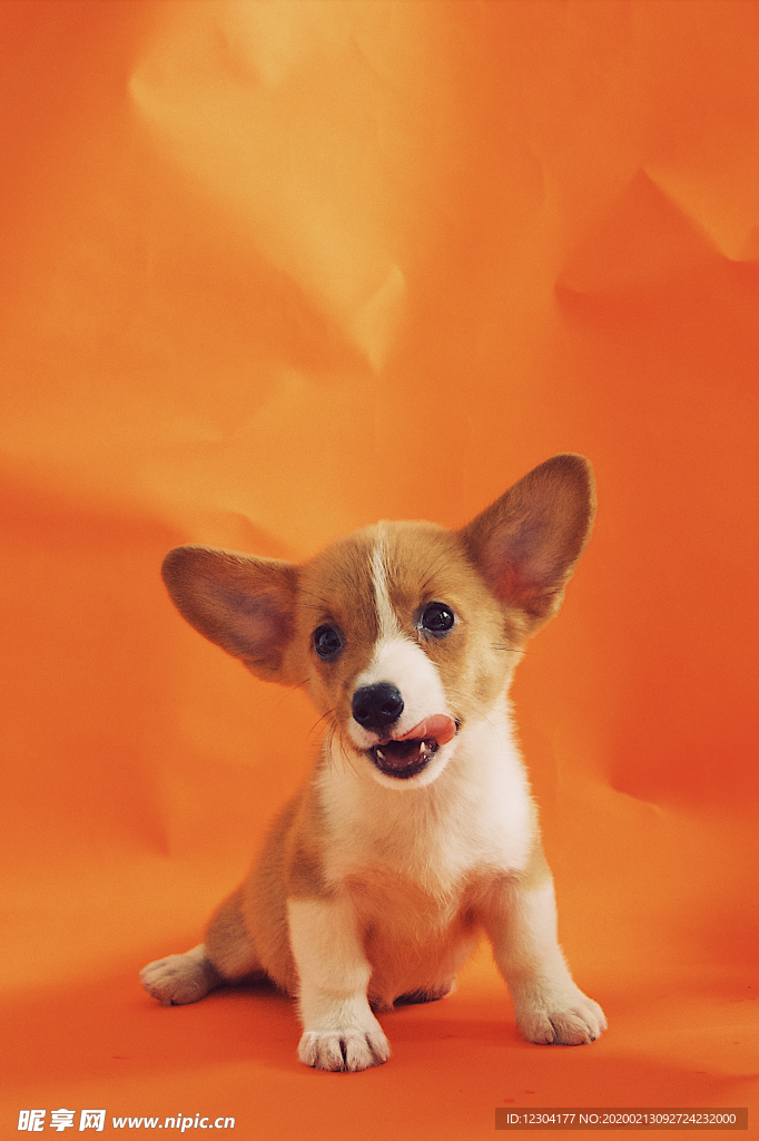 狗