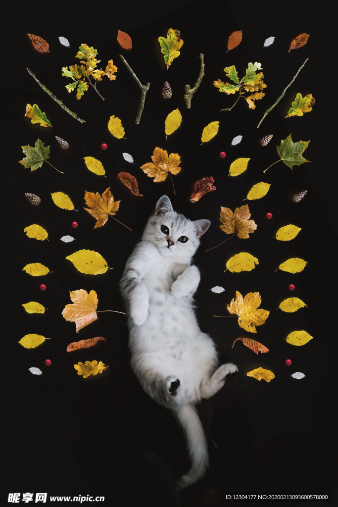 猫