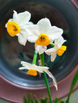 水仙花