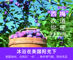 西梅海报