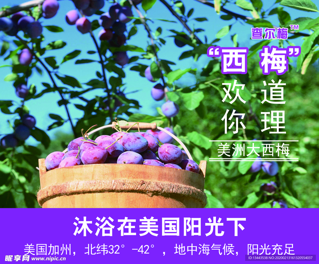 西梅海报