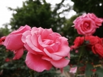 月季花