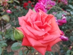月季花