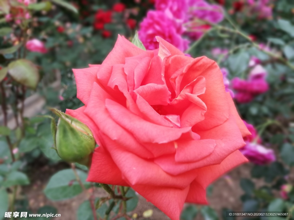 月季花