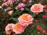月季花