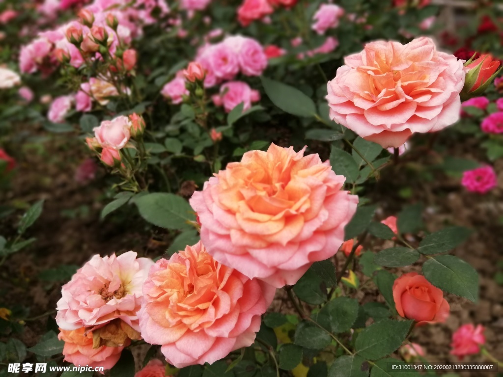 月季花