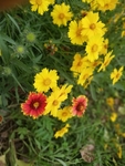 格桑花
