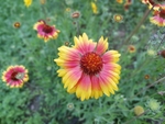 格桑花