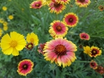 格桑花