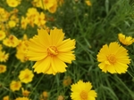 格桑花