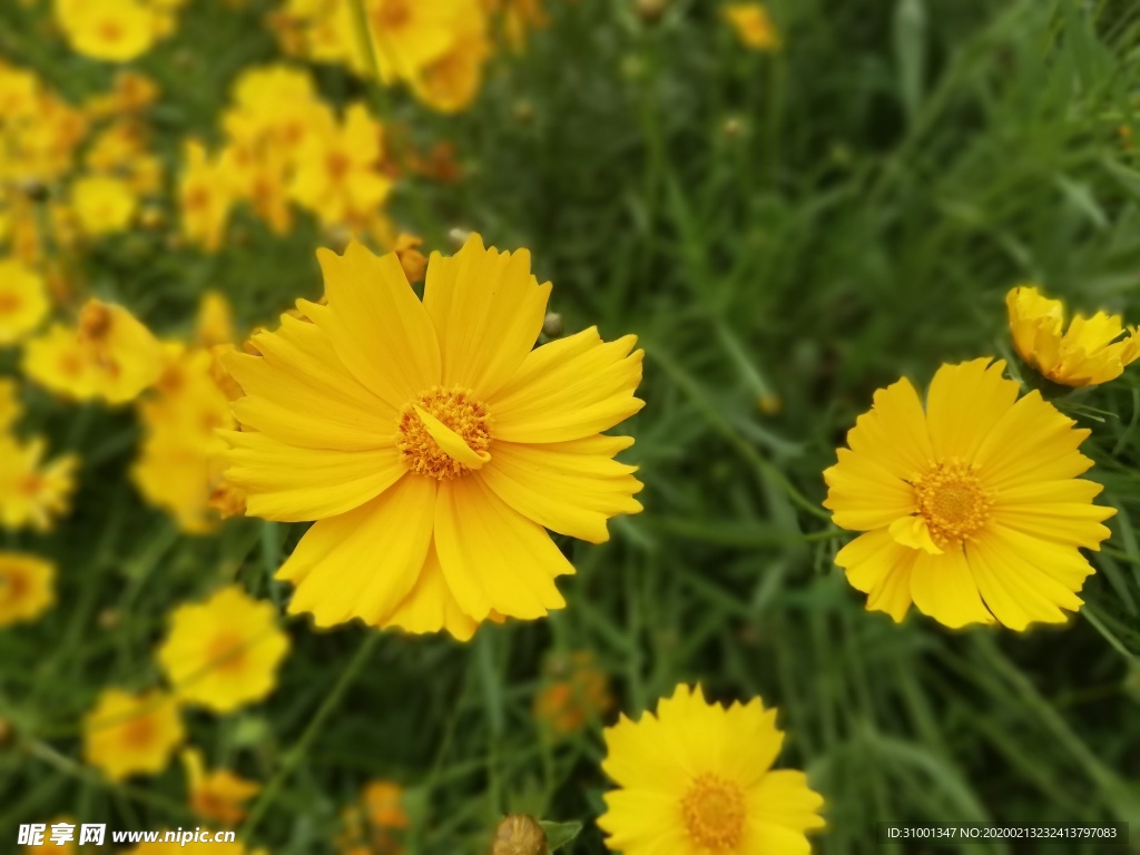 格桑花