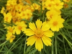 格桑花