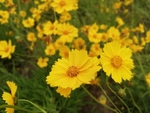 格桑花