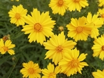 格桑花