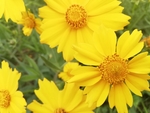 格桑花
