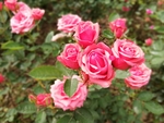 月季花
