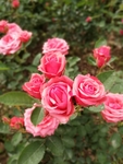 月季花