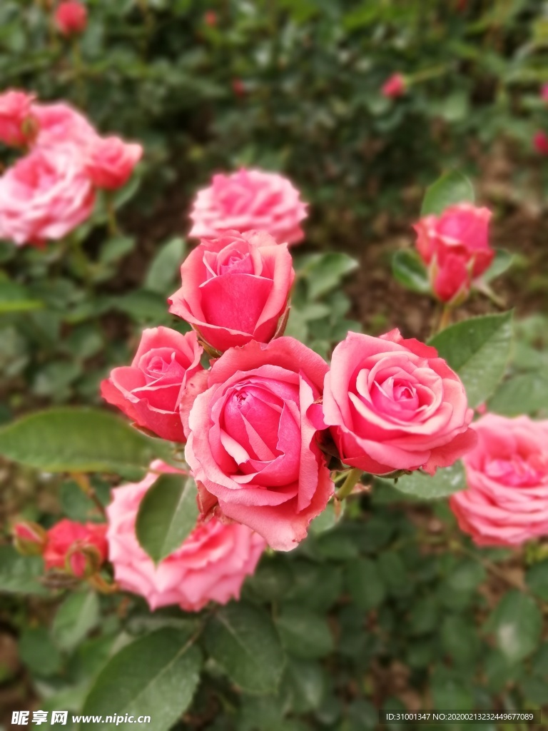 月季花