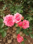 月季花