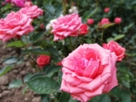 月季花