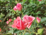月季花