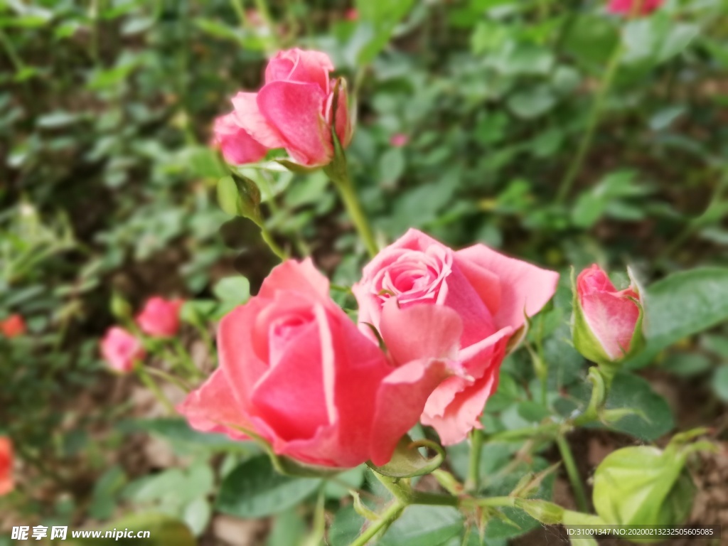 月季花