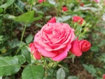 月季花