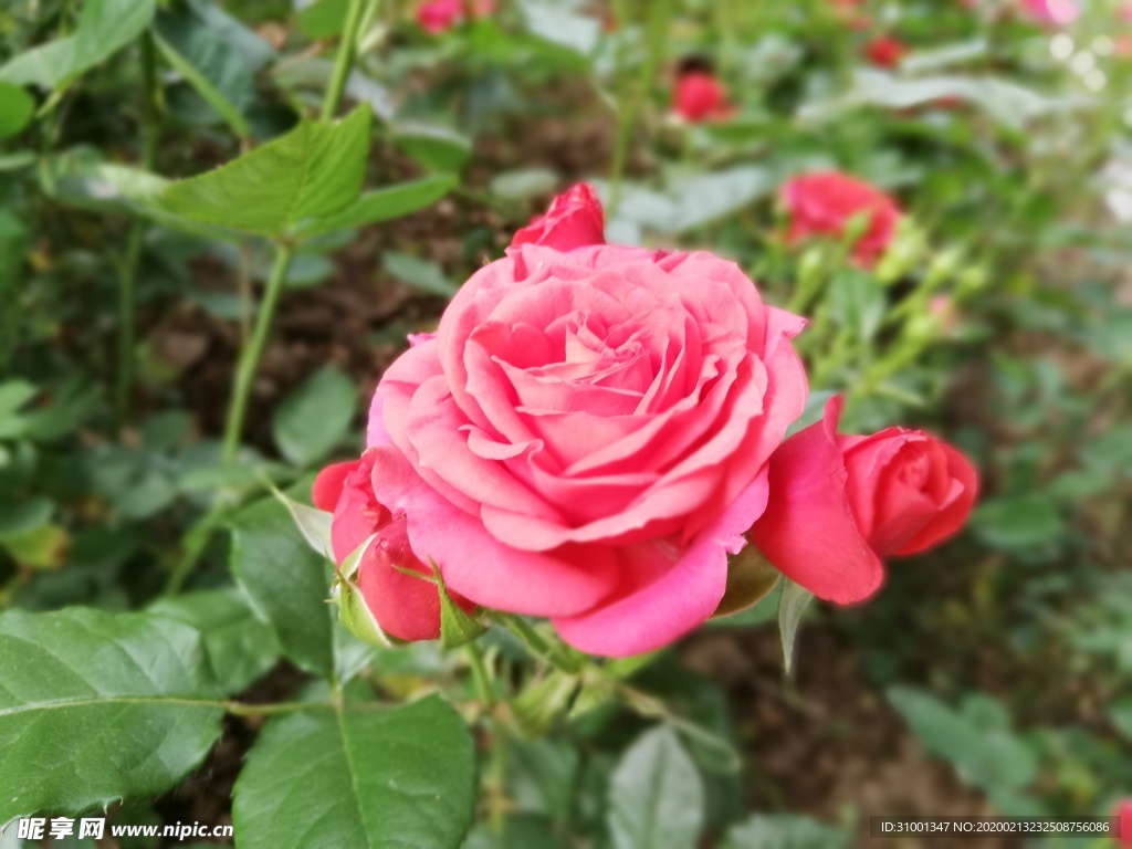 月季花