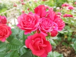 月季花