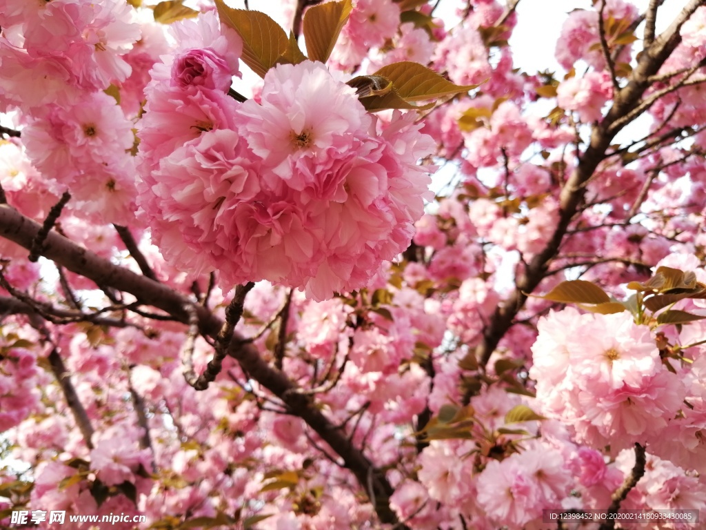 花开艳丽的樱花