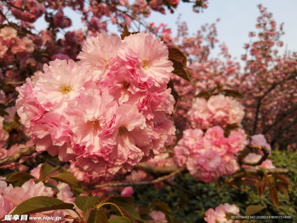 花开艳丽的樱花