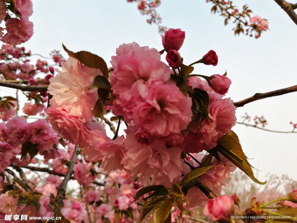 花开艳丽的樱花