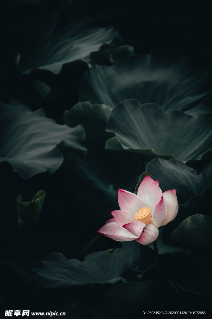 美丽的荷花