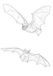 蝙蝠线描白描