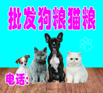 批发狗粮猫粮