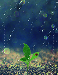 雨珠