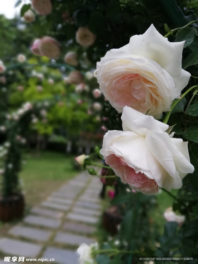 月季花