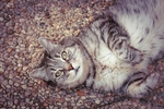 猫