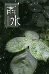 雨水